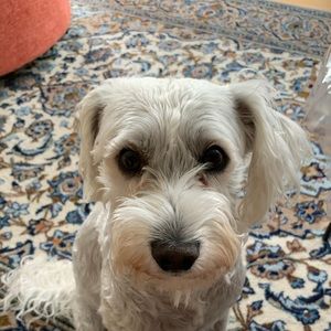 Meet your Posher, Sepideh